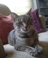 Bubbles the bright little tabby cat