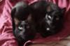 zazie and geri black siamese