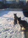 Two Cats In The Snow For The First Time