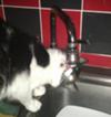 Byron our thirsty cat