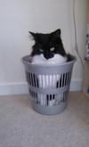 Humphrey jumped into a bin!