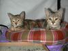 Jackie and Lilly as kittens in 2007