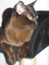 burmese cat