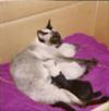 Siamese mother cat