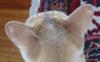 My Cats Bald Ears