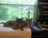 Billy & Lola (My socialized Ferals)