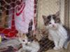 3 jailbirds in the kitten coop