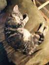 sleeping cat