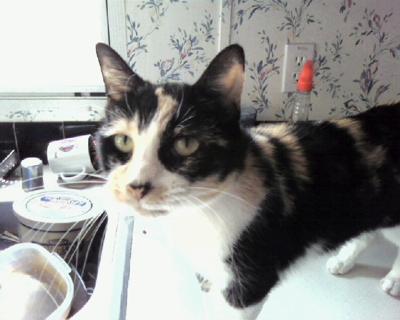 Snickers  (1997-2010)