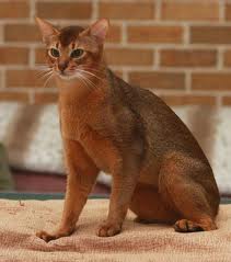 Abyssinian cat