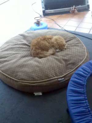 This is Victor my cat in a dog bed