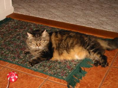 Tillie my Maine Coon