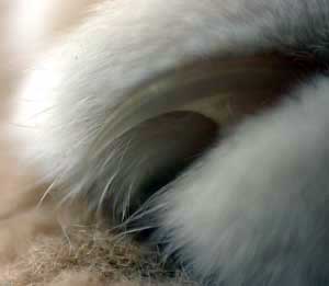 close up of a cat claw