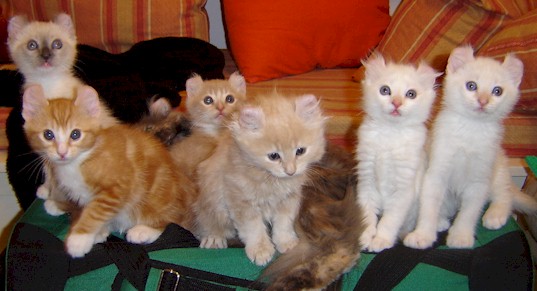 American Curl Kittens