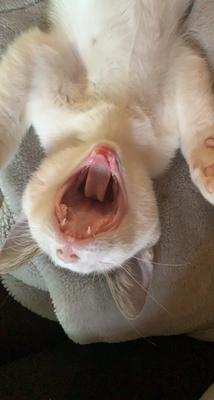 big yawn 