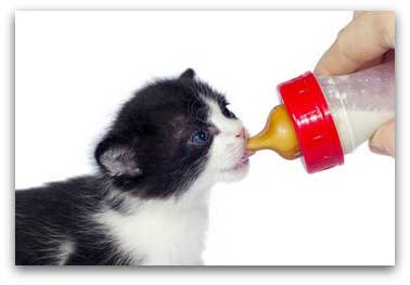 kitten feeding from bottle