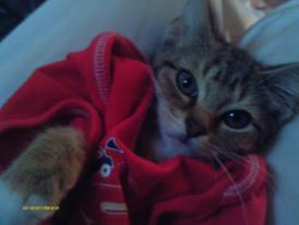 My Cat Buddy in his Santa Claus Suit.