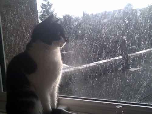 Byron our cat looking out of window