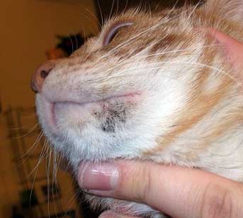 cat acne