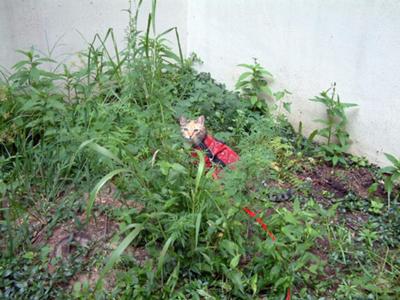 cat in garden