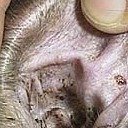 cat ear mites