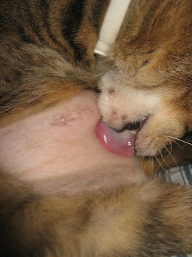 cat over grooming