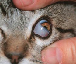 cat eye problem