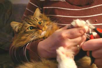 cat having their claws cut