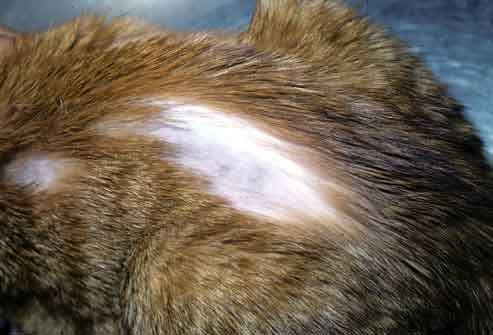 bald patch on cat