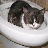 cat in toilet