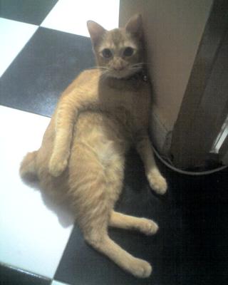 This is the male cat, Chikoe.
