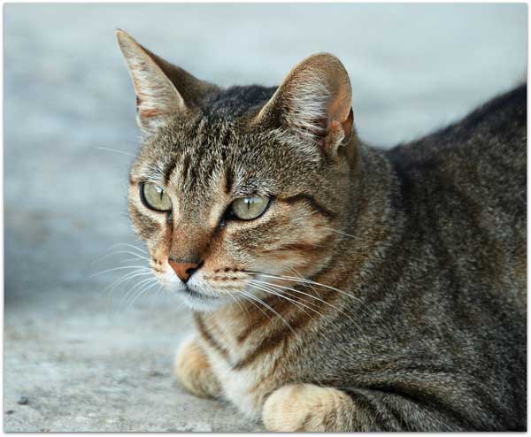 a cat looking away from the camera
