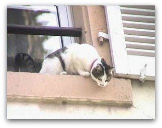 cat on window ledge