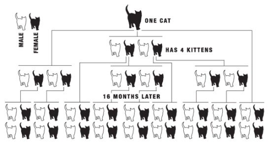 The benefits of neutering and spaying cats are many including health for your own cat.