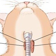 cat thyroid