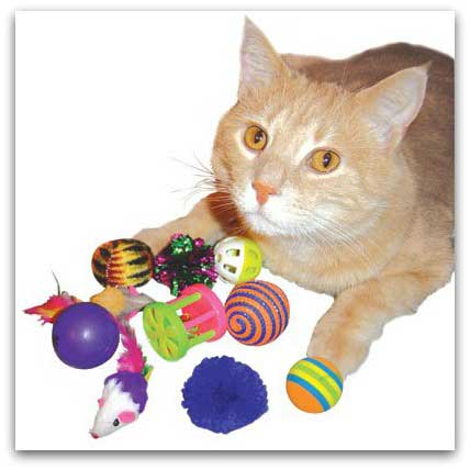 a cat with lots of ball toys