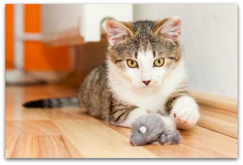 cat playing with toy mouse