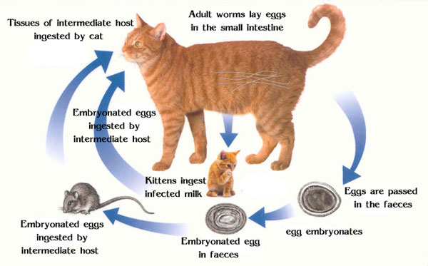 Fleas & Ticks & Worms The Cat Vet