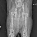 cat xray