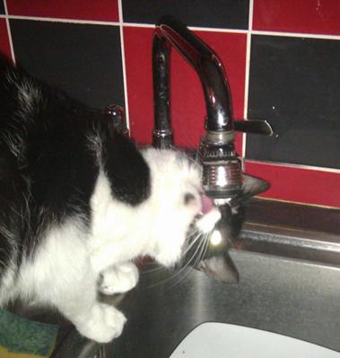 Byron our thirsty cat