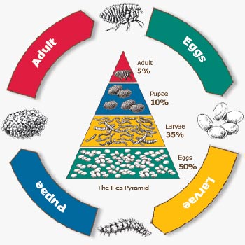 Find out about the cat flea life cycle and understand how you can prevent your cat and home being infested.