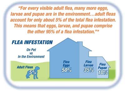 Find out what flea treatment is best for getting rid of fleas in your home. 