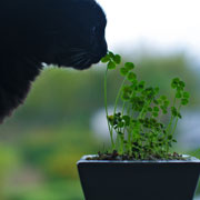 herbs for cats