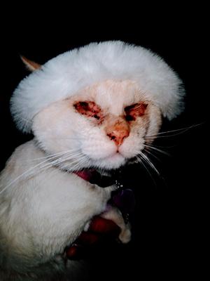 Blind cat called leibschen