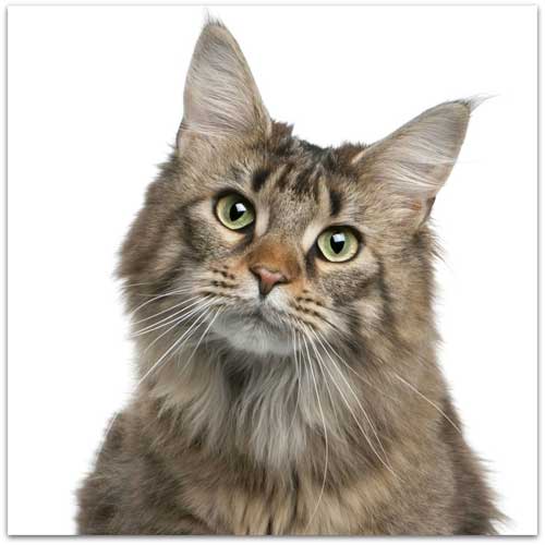 A happy cat