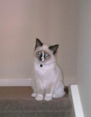 spankz my ragdoll cat