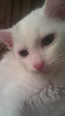 Lulu or white cat
