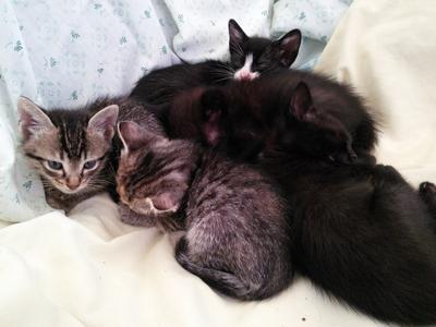 kittens galore