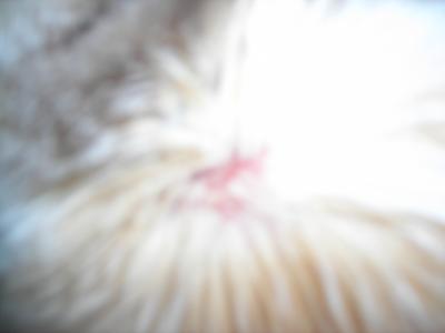 Cat Skin under Fur at Neck