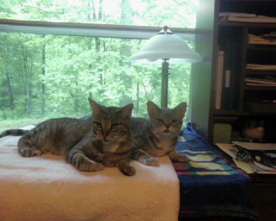 Billy & Lola (My socialized Ferals)